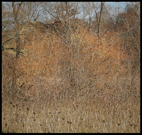 Near Humber River