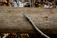 Stick On Log