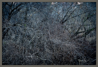 Grey Tangle South off St Clair Ave