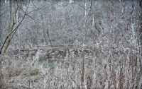 Lacy Landscape Serena Gundy Park