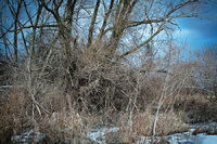By the Humber River