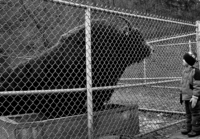 Animals are the dark continent we think we know. We do not. They have much to teach us if only we could lose our ages-old sense of superiority which keeps us blind, dumb and cruel.
