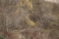 Scarborough Bluffs